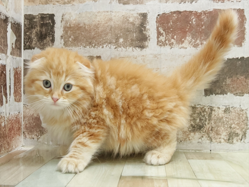 福岡県のスコティッシュフォールド (ワンラブ福岡総本店/2025年9月18日生まれ/男の子/レッドタビー)の子猫の2枚目の画像