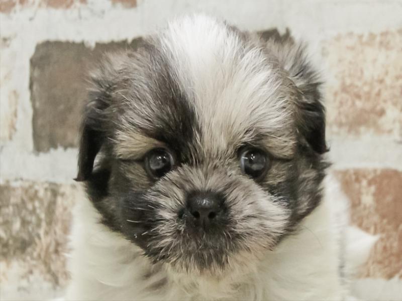 静岡県のポメズー/ポメシーズ(ポメラニアン×シーズー) (ワンラブ浜松本店/2025年9月20日生まれ/男の子/パーティーカラー)の子犬の1枚目の画像