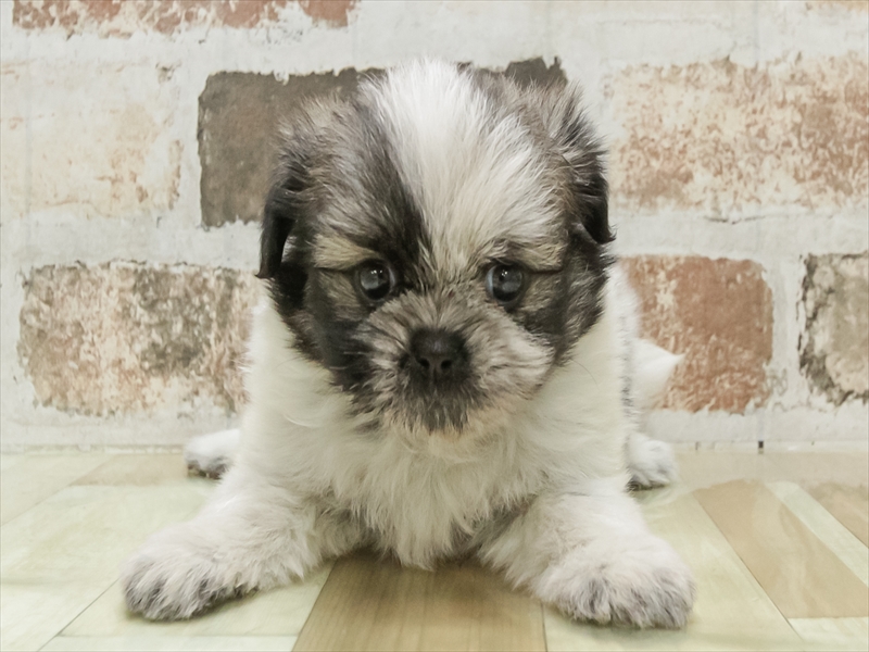 静岡県のポメズー/ポメシーズ(ポメラニアン×シーズー) (ワンラブ浜松本店/2025年9月20日生まれ/男の子/パーティーカラー)の子犬の3枚目の画像