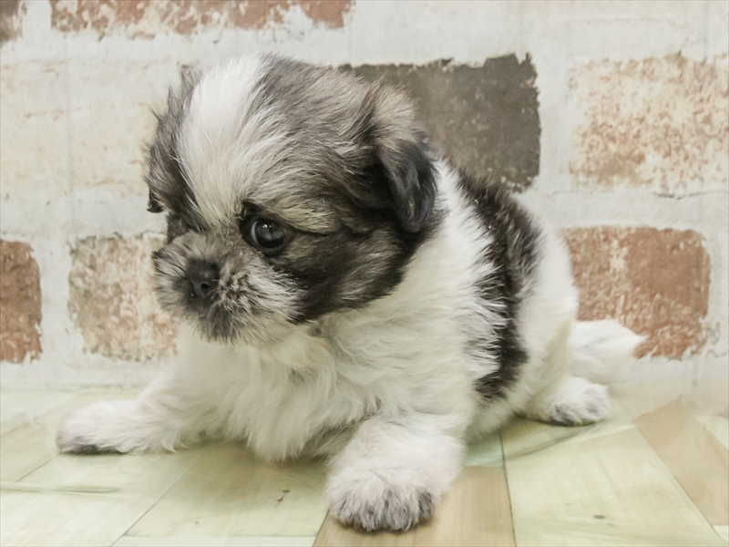 静岡県のポメズー/ポメシーズ(ポメラニアン×シーズー) (ワンラブ浜松本店/2025年9月20日生まれ/男の子/パーティーカラー)の子犬の2枚目の画像