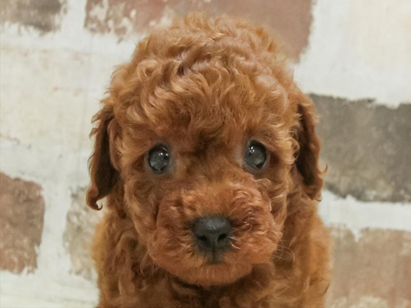 福岡県のトイプードル(トイ) (ワンラブ福岡総本店/2025年9月20日生まれ/女の子/レッド)の子犬の1枚目の画像