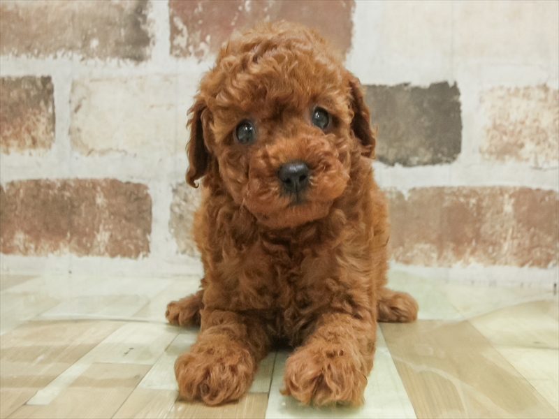 福岡県のトイプードル(トイ) (ワンラブ福岡総本店/2025年9月20日生まれ/女の子/レッド)の子犬の3枚目の画像