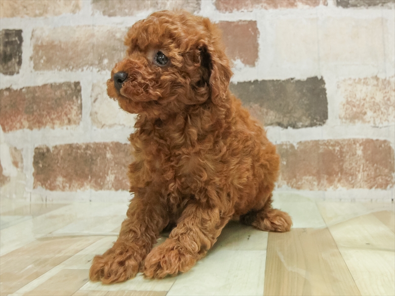 福岡県のトイプードル(トイ) (ワンラブ福岡総本店/2025年9月20日生まれ/女の子/レッド)の子犬の2枚目の画像