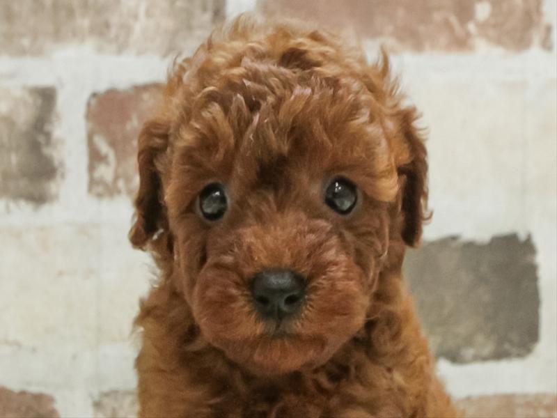 愛知県のトイプードル(トイ) (ワンラブヨシヅヤ名古屋名西店/2025年9月20日生まれ/女の子/レッド)の子犬の1枚目の画像