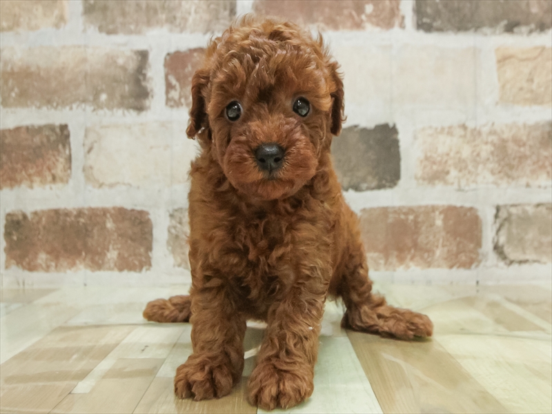 愛知県のトイプードル(トイ) (ワンラブヨシヅヤ名古屋名西店/2025年9月20日生まれ/女の子/レッド)の子犬の3枚目の画像