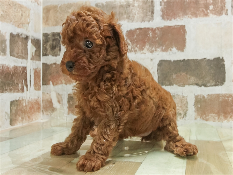 愛知県のトイプードル(トイ) (ワンラブヨシヅヤ名古屋名西店/2025年9月20日生まれ/女の子/レッド)の子犬の2枚目の画像