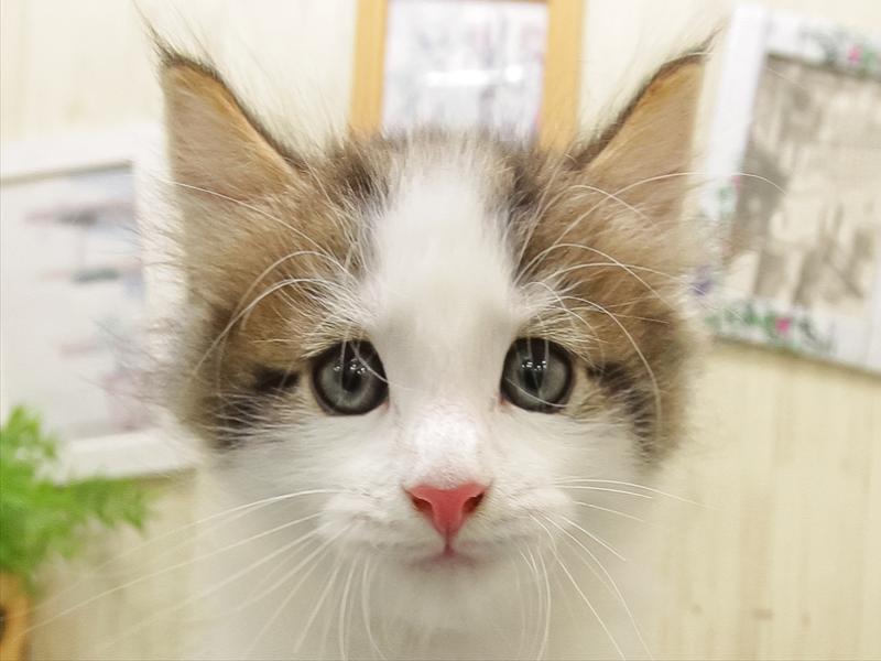 福岡県のノルウェージャンフォレストキャット (ワンラブ福岡総本店/2025年9月21日生まれ/男の子/ブラウンタビーホワイト)の子猫の1枚目の画像