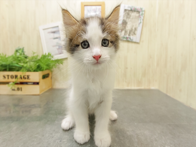 福岡県のノルウェージャンフォレストキャット (ワンラブ福岡総本店/2025年9月21日生まれ/男の子/ブラウンタビーホワイト)の子猫の3枚目の画像