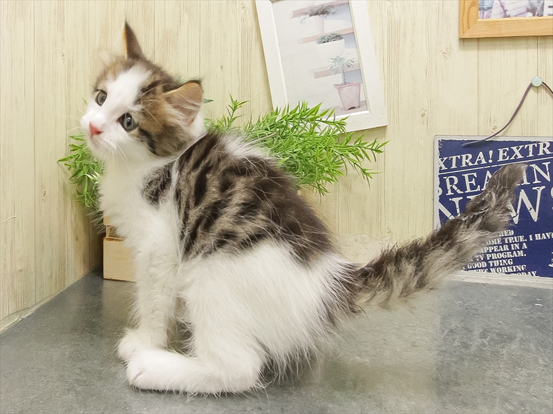 福岡県のノルウェージャンフォレストキャット (ワンラブ福岡総本店/2025年9月21日生まれ/男の子/ブラウンタビーホワイト)の子猫の2枚目の画像