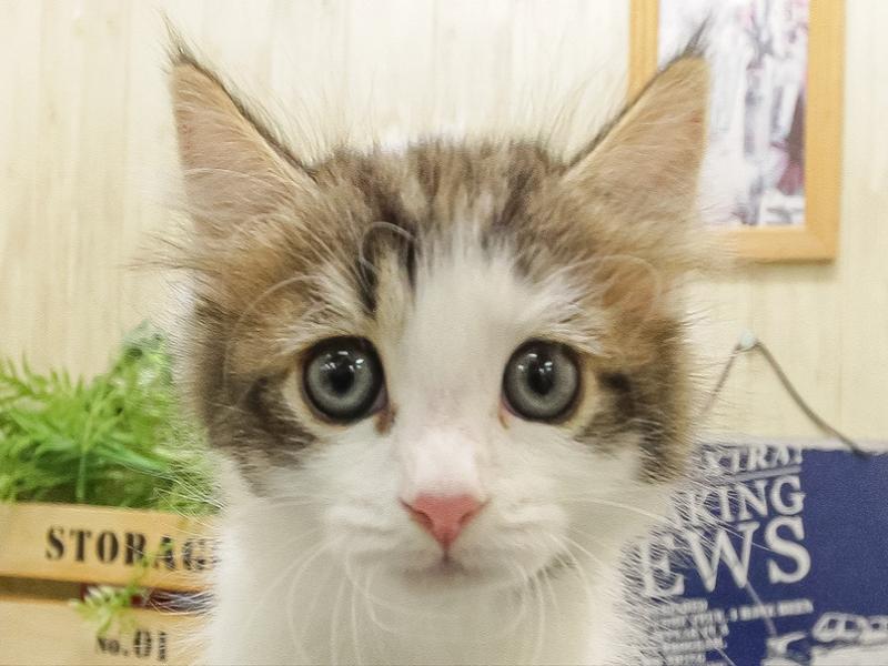 福岡県のノルウェージャンフォレストキャット (ワンラブ福岡総本店/2025年9月21日生まれ/女の子/ブラウンパッチドタビーホワイト)の子猫の1枚目の画像