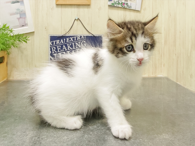 福岡県のノルウェージャンフォレストキャット (ワンラブ福岡総本店/2025年9月21日生まれ/女の子/ブラウンパッチドタビーホワイト)の子猫の2枚目の画像