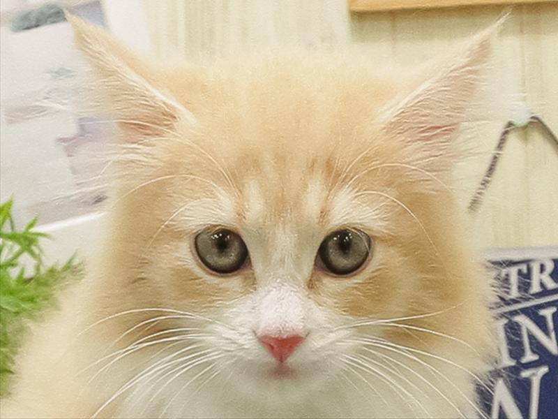 福岡県のノルウェージャンフォレストキャット (ワンラブ福岡総本店/2025年9月16日生まれ/女の子/クリームタビーホワイト)の子猫の1枚目の画像