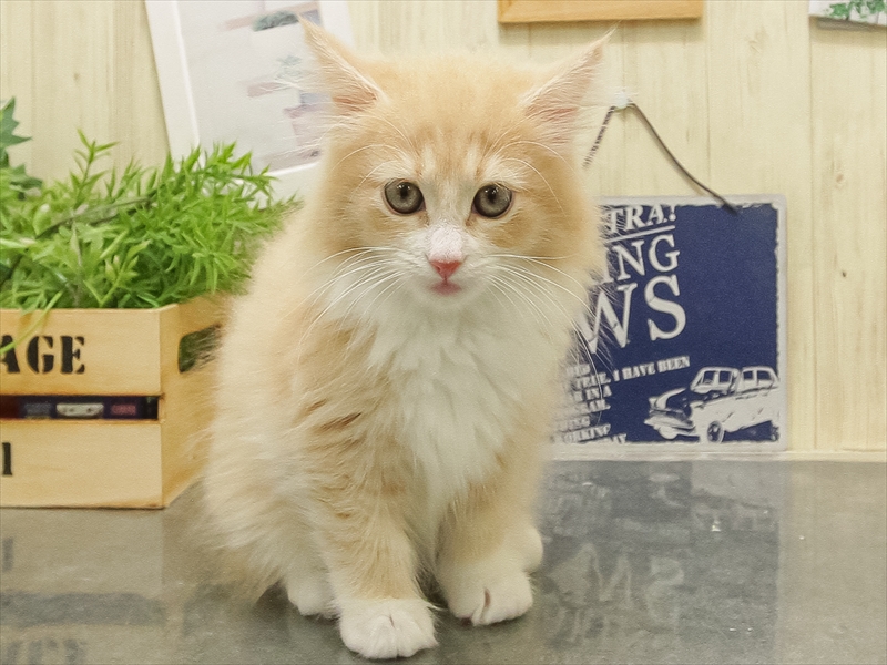 福岡県のノルウェージャンフォレストキャット (ワンラブ福岡総本店/2025年9月16日生まれ/女の子/クリームタビーホワイト)の子猫の3枚目の画像