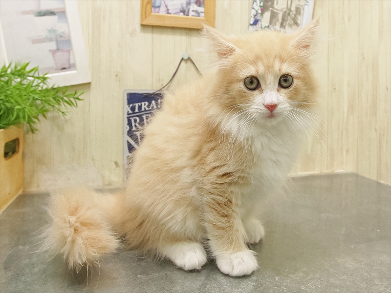 福岡県のノルウェージャンフォレストキャット (ワンラブ福岡総本店/2025年9月16日生まれ/女の子/クリームタビーホワイト)の子猫の2枚目の画像