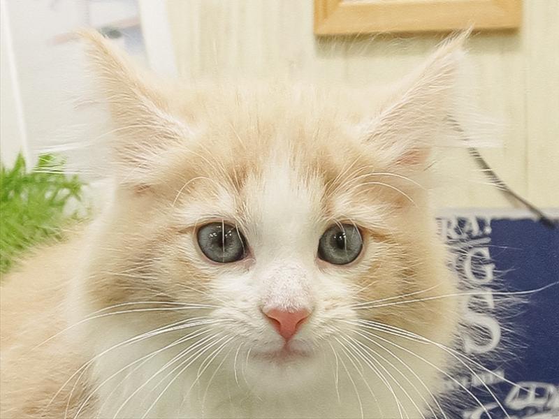 福岡県のノルウェージャンフォレストキャット (ワンラブ福岡総本店/2025年9月16日生まれ/女の子/クリームタビーホワイト)の子猫の1枚目の画像