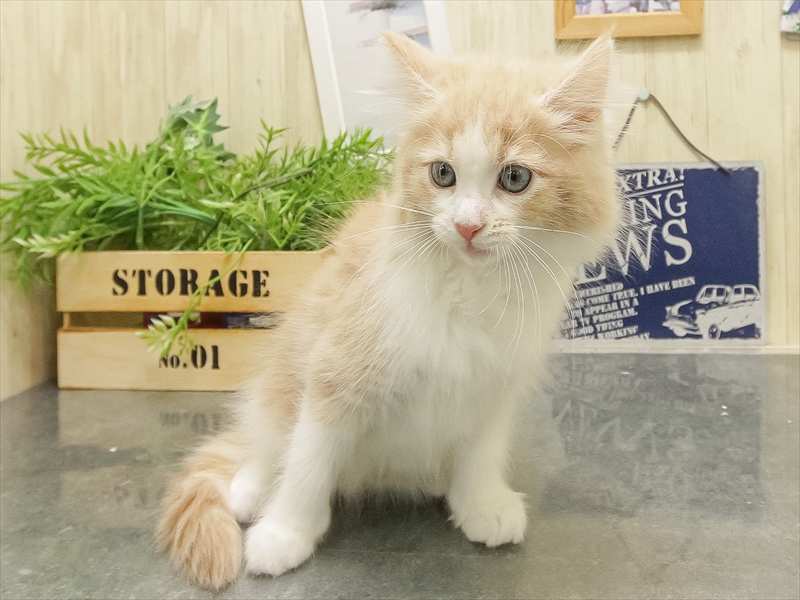 福岡県のノルウェージャンフォレストキャット (ワンラブ福岡総本店/2025年9月16日生まれ/女の子/クリームタビーホワイト)の子猫の3枚目の画像