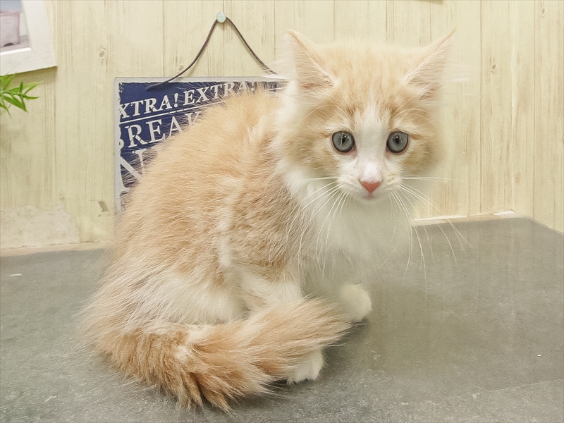 福岡県のノルウェージャンフォレストキャット (ワンラブ福岡総本店/2025年9月16日生まれ/女の子/クリームタビーホワイト)の子猫の2枚目の画像