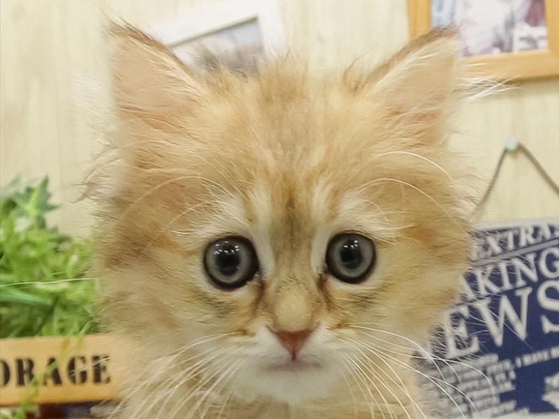 福岡県のペルシャ (ワンラブ福岡総本店/2025年9月21日生まれ/男の子/チンチラゴールデン)の子猫の1枚目の画像