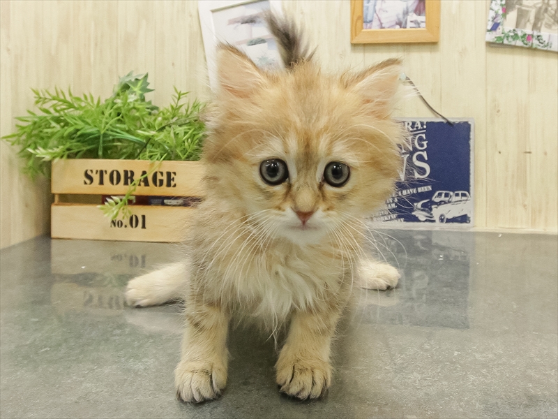 福岡県のペルシャ (ワンラブ福岡総本店/2025年9月21日生まれ/男の子/チンチラゴールデン)の子猫の3枚目の画像