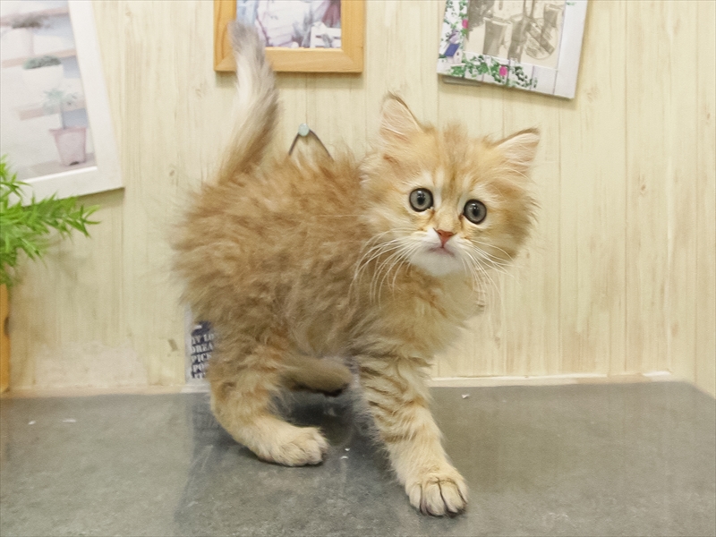 福岡県のペルシャ (ワンラブ福岡総本店/2025年9月21日生まれ/男の子/チンチラゴールデン)の子猫の2枚目の画像