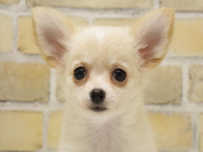 福岡県のチワワ(ロング) (ワンラブ福岡総本店/2025年9月13日生まれ/女の子/クリームホワイト)の子犬の1枚目の画像