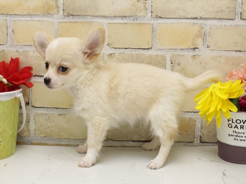 福岡県のチワワ(ロング) (ワンラブ福岡総本店/2025年9月13日生まれ/女の子/クリームホワイト)の子犬の2枚目の画像