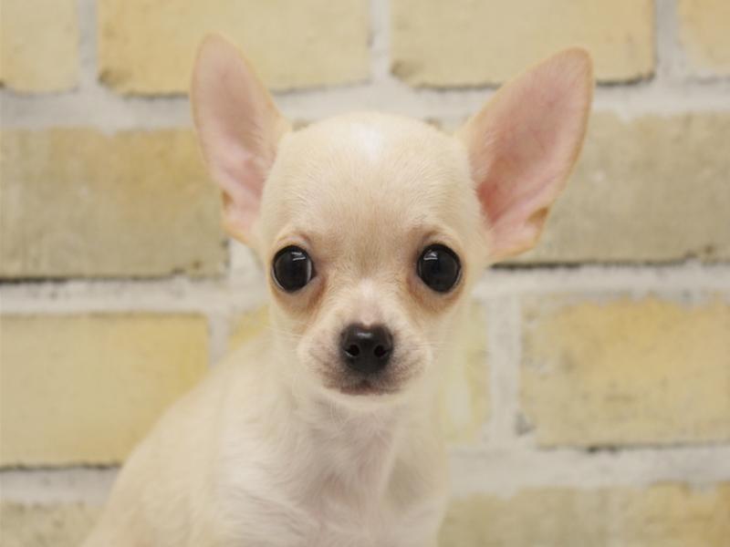 福岡県のチワワ(ロング) (ワンラブ福岡総本店/2025年9月13日生まれ/男の子/クリームホワイト)の子犬の1枚目の画像