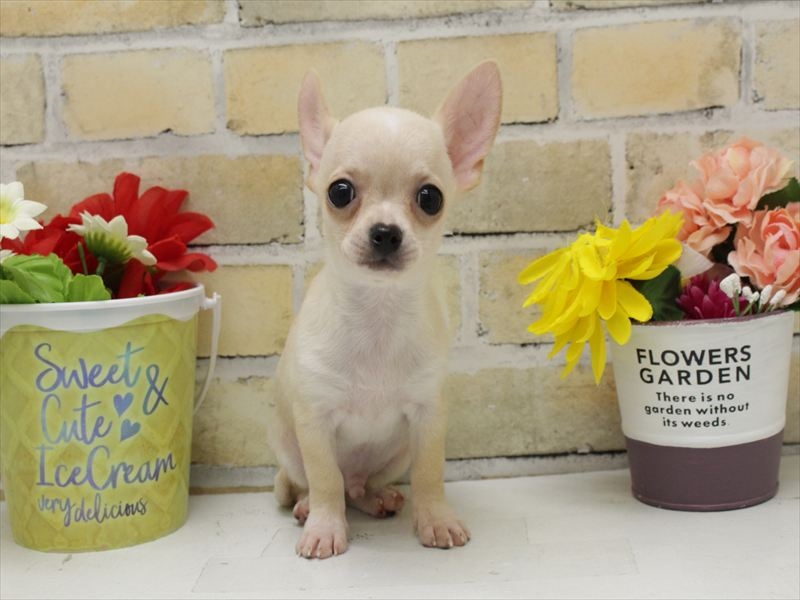 福岡県のチワワ(ロング) (ワンラブ福岡総本店/2025年9月13日生まれ/男の子/クリームホワイト)の子犬の3枚目の画像