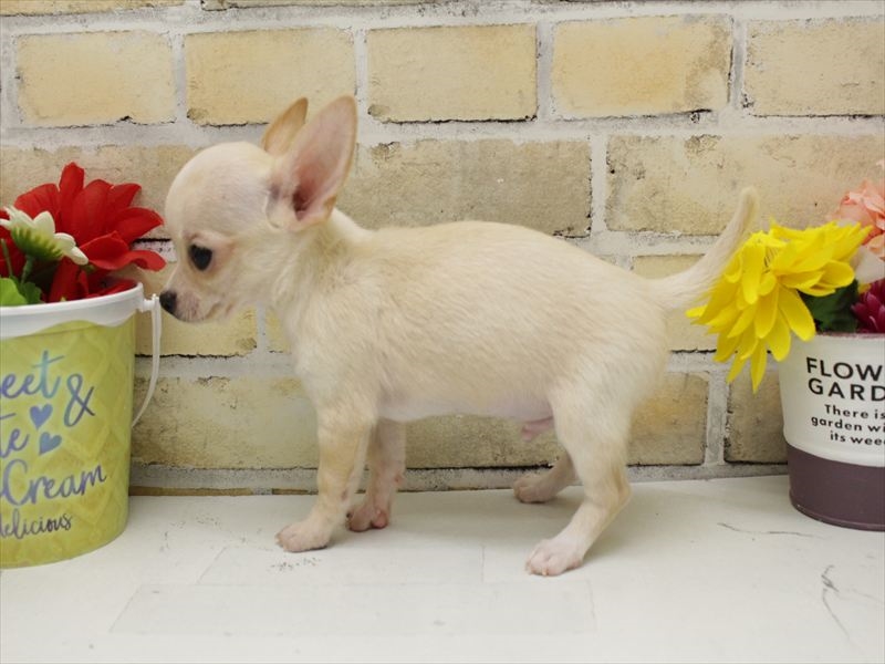 福岡県のチワワ(ロング) (ワンラブ福岡総本店/2025年9月13日生まれ/男の子/クリームホワイト)の子犬の2枚目の画像