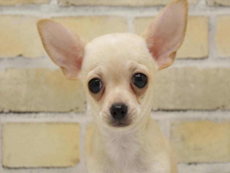 福岡県のチワワ(ロング) (ワンラブ福岡総本店/2025年9月13日生まれ/男の子/クリームホワイト)の子犬の1枚目の画像