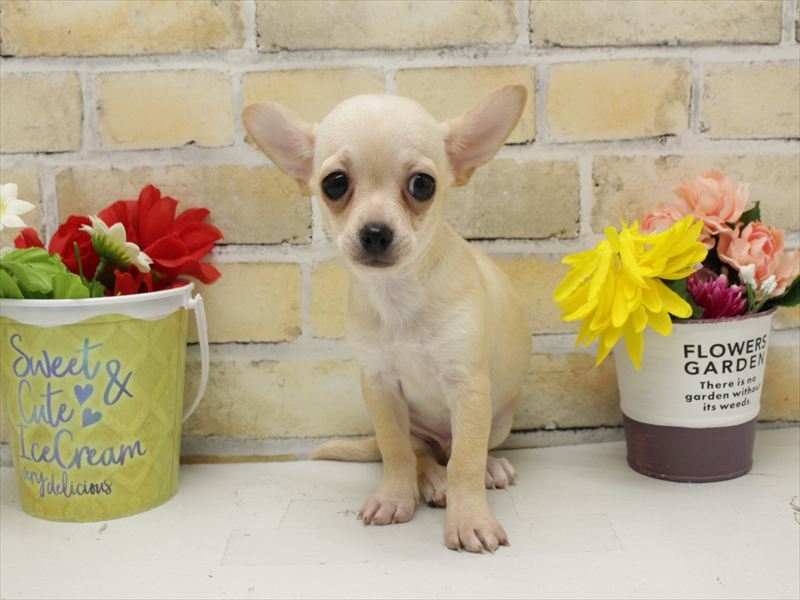 福岡県のチワワ(ロング) (ワンラブ福岡総本店/2025年9月13日生まれ/男の子/クリームホワイト)の子犬の3枚目の画像