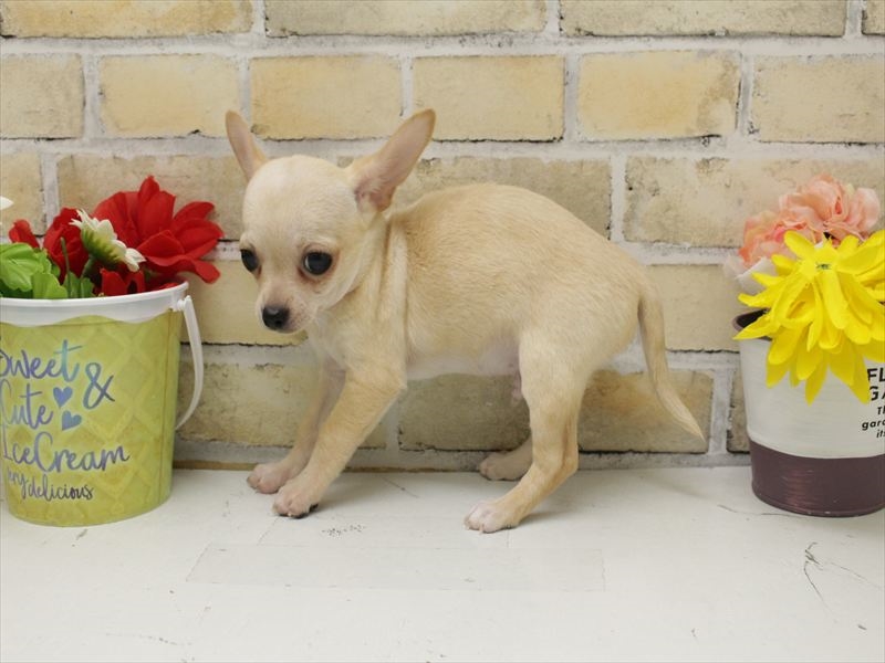 福岡県のチワワ(ロング) (ワンラブ福岡総本店/2025年9月13日生まれ/男の子/クリームホワイト)の子犬の2枚目の画像