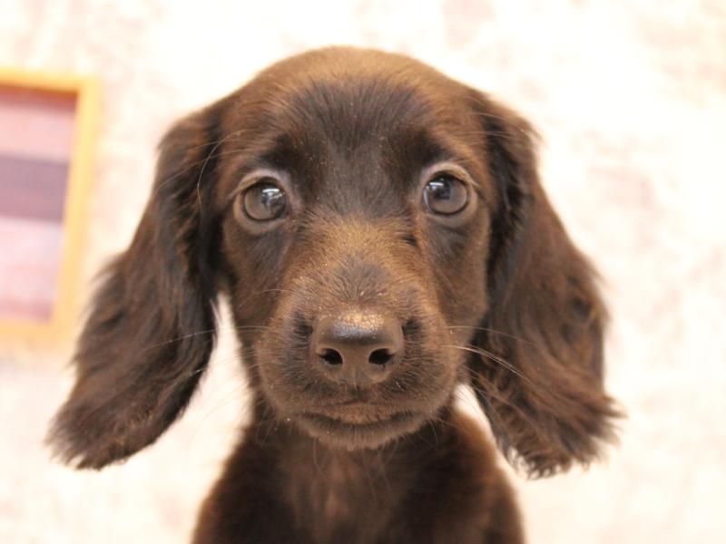 埼玉県のミニチュアダックスフンド(ロング) (ワンラブ西武所沢ワルツ店/2025年9月18日生まれ/男の子/ブラックソリッド)の子犬の1枚目の画像