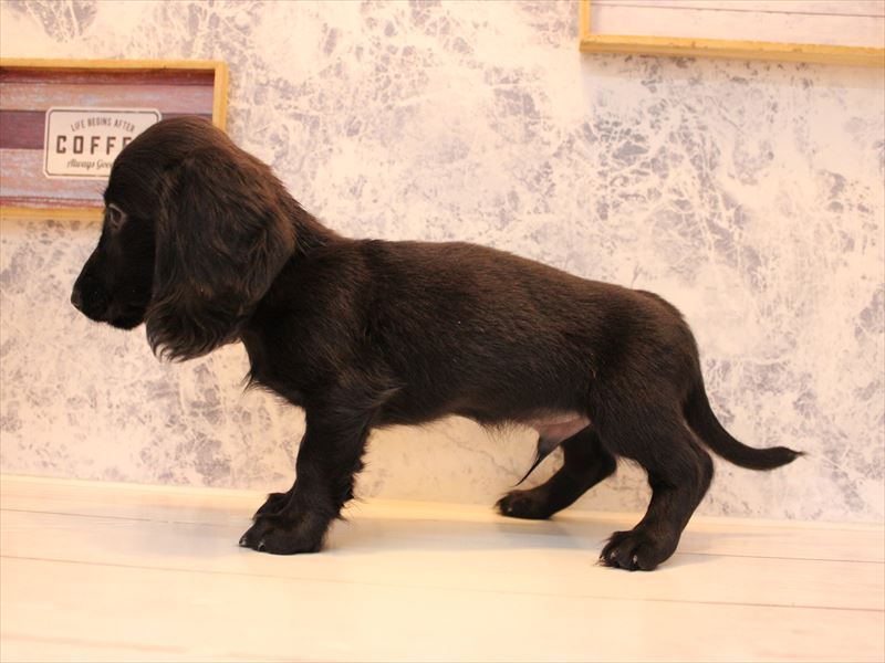 埼玉県のミニチュアダックスフンド(ロング) (ワンラブ西武所沢ワルツ店/2025年9月18日生まれ/男の子/ブラックソリッド)の子犬の3枚目の画像