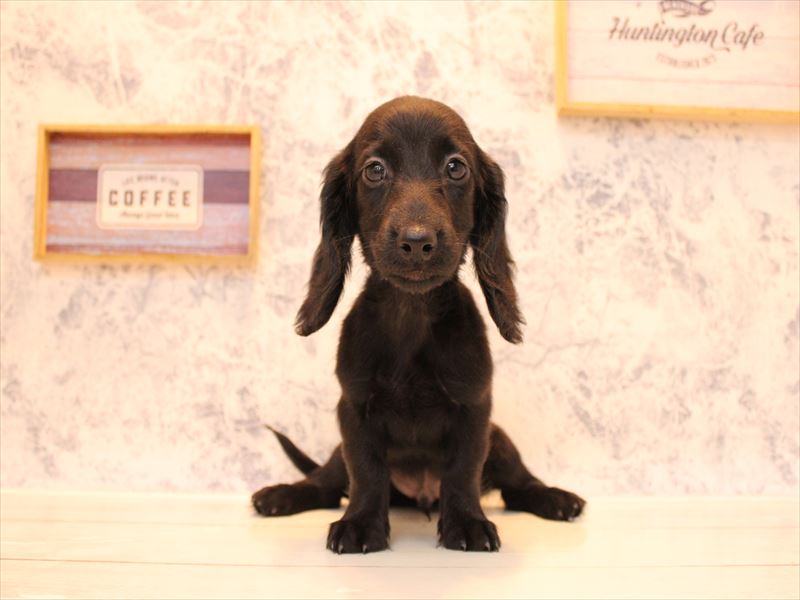 埼玉県のミニチュアダックスフンド(ロング) (ワンラブ西武所沢ワルツ店/2025年9月18日生まれ/男の子/ブラックソリッド)の子犬の2枚目の画像