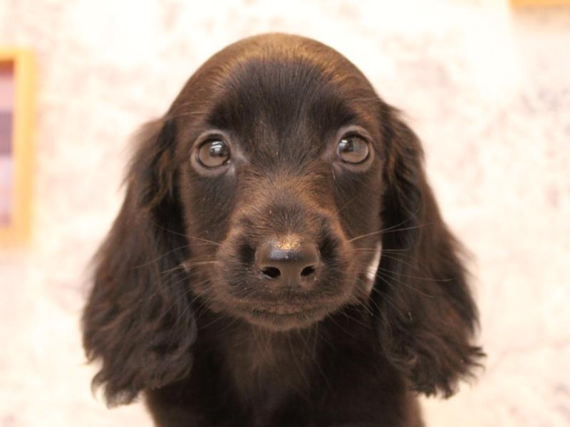 埼玉県のミニチュアダックスフンド(ロング) (ワンラブ埼玉寄居店/2025年9月18日生まれ/男の子/ブラックソリッド)の子犬の1枚目の画像