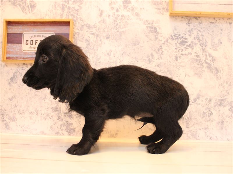 埼玉県のミニチュアダックスフンド(ロング) (ワンラブ埼玉寄居店/2025年9月18日生まれ/男の子/ブラックソリッド)の子犬の3枚目の画像