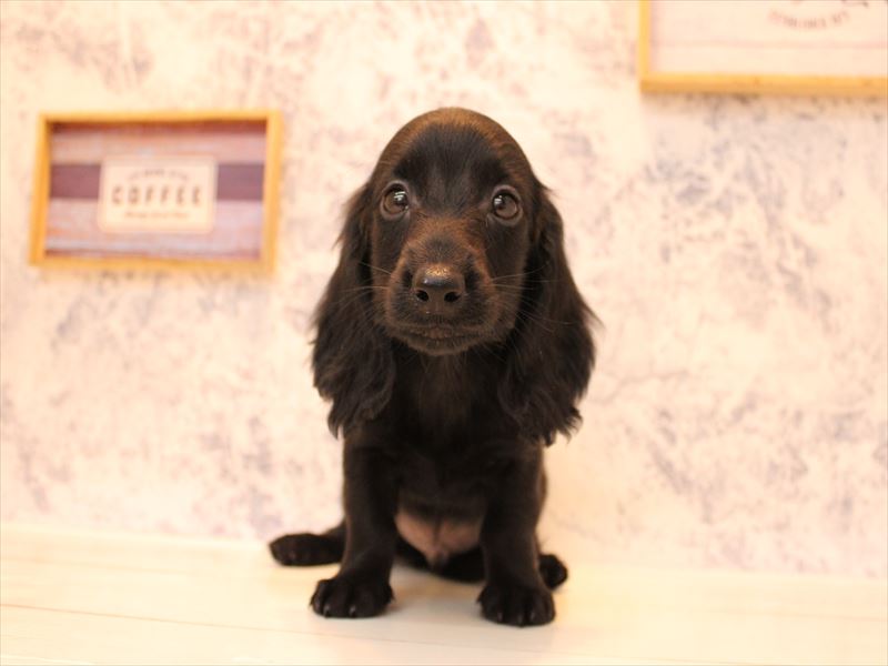 埼玉県のミニチュアダックスフンド(ロング) (ワンラブ埼玉寄居店/2025年9月18日生まれ/男の子/ブラックソリッド)の子犬の2枚目の画像