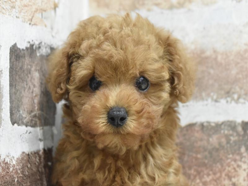 大阪府のトイプードル(トイ) (ワンラブイズミヤ八尾店/2025年9月20日生まれ/男の子/レッド)の子犬の1枚目の画像