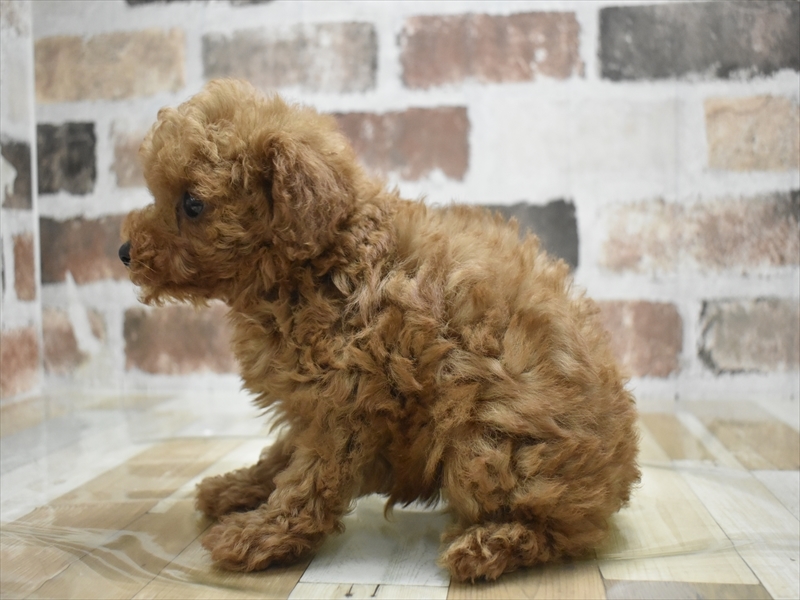 大阪府のトイプードル(トイ) (ワンラブイズミヤ八尾店/2025年9月20日生まれ/男の子/レッド)の子犬の3枚目の画像