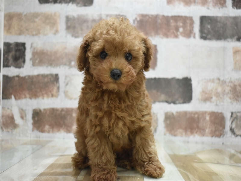 大阪府のトイプードル(トイ) (ワンラブイズミヤ八尾店/2025年9月20日生まれ/男の子/レッド)の子犬の2枚目の画像