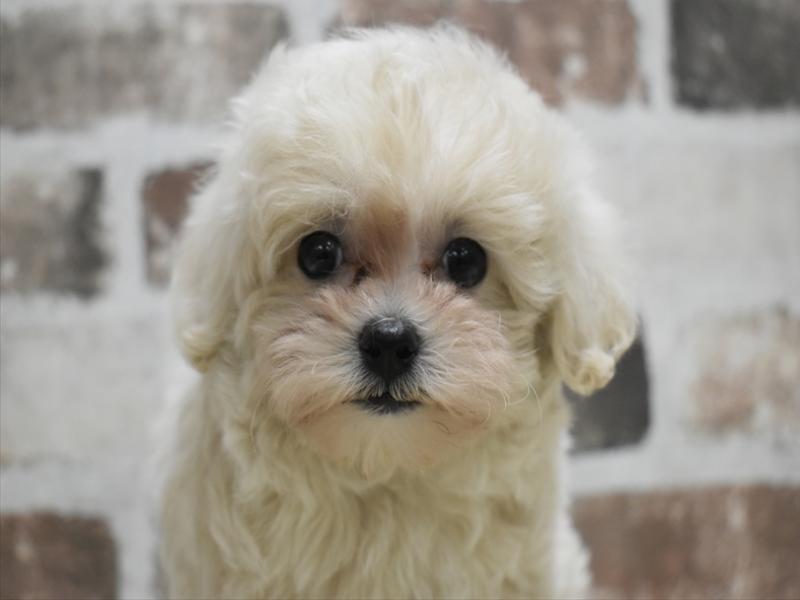 愛知県のマルプー(マルチーズ×プードル) (ワンラブ名古屋守山インター総本店/2025年9月21日生まれ/女の子/クリーム)の子犬の1枚目の画像