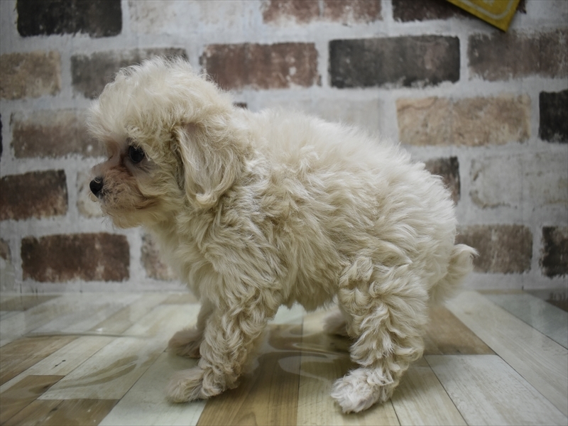 愛知県のマルプー(マルチーズ×プードル) (ワンラブ名古屋守山インター総本店/2025年9月21日生まれ/女の子/クリーム)の子犬の3枚目の画像