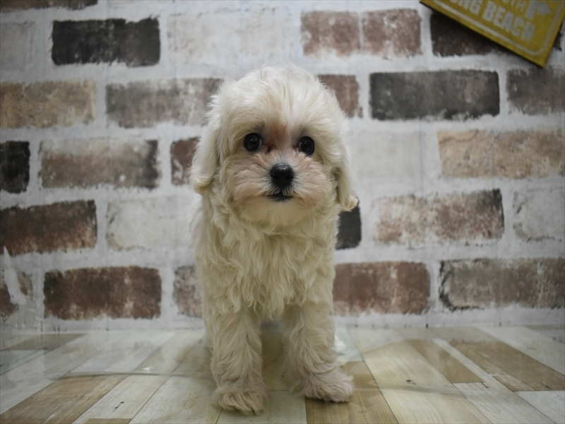 愛知県のマルプー(マルチーズ×プードル) (ワンラブ名古屋守山インター総本店/2025年9月21日生まれ/女の子/クリーム)の子犬の2枚目の画像