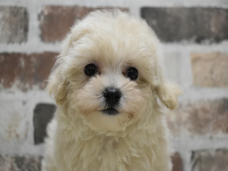 愛知県のマルプー(マルチーズ×プードル) (ワンラブ名古屋守山インター総本店/2025年9月21日生まれ/女の子/クリーム)の子犬の1枚目の画像