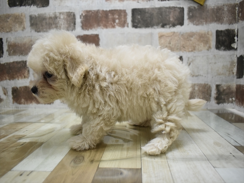 愛知県のマルプー(マルチーズ×プードル) (ワンラブ名古屋守山インター総本店/2025年9月21日生まれ/女の子/クリーム)の子犬の3枚目の画像