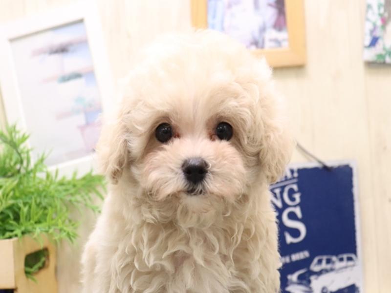 愛知県のマルプー(マルチーズ×プードル) (ワンラブ名古屋守山インター総本店/2025年9月21日生まれ/女の子/クリーム)の子犬の1枚目の画像