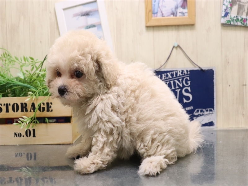 愛知県のマルプー(マルチーズ×プードル) (ワンラブ名古屋守山インター総本店/2025年9月21日生まれ/女の子/クリーム)の子犬の3枚目の画像