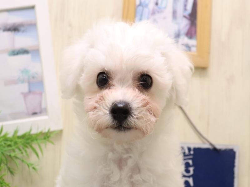 愛知県のビションフリーゼ (ワンラブ名古屋守山インター総本店/2025年9月21日生まれ/女の子/ホワイト)の子犬