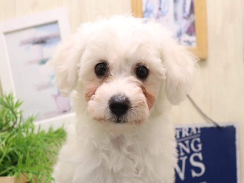 愛知県のビションフリーゼ (ワンラブ名古屋守山インター総本店/2025年9月21日生まれ/女の子/ホワイト)の子犬